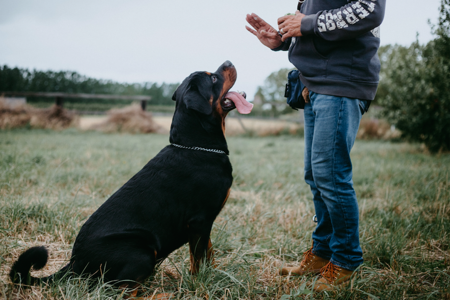 animal-training