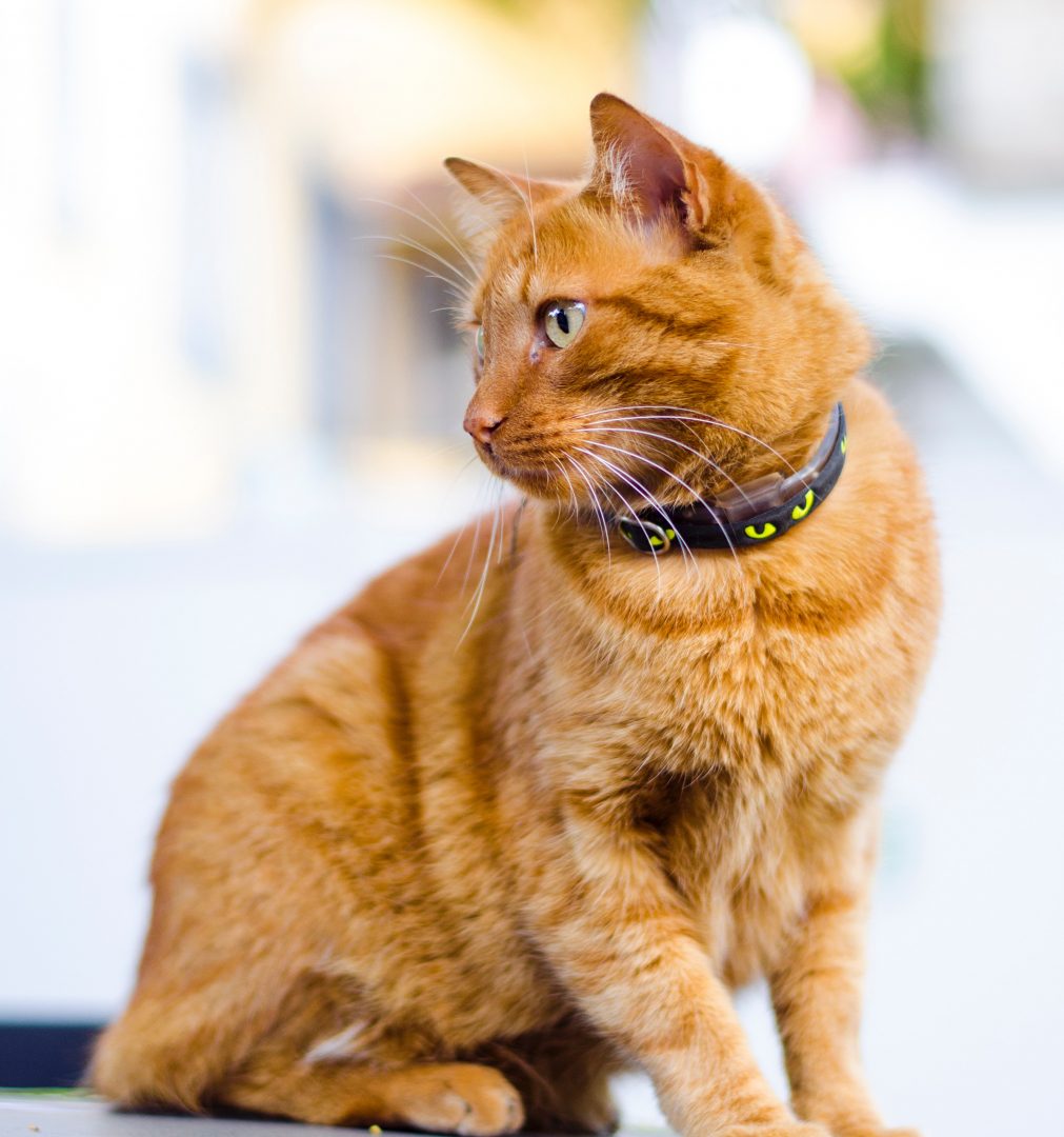 pet-collars-and-gear