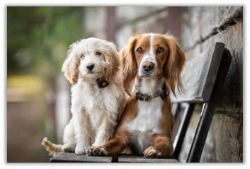 UKTV-invests-in-PitPat-pet