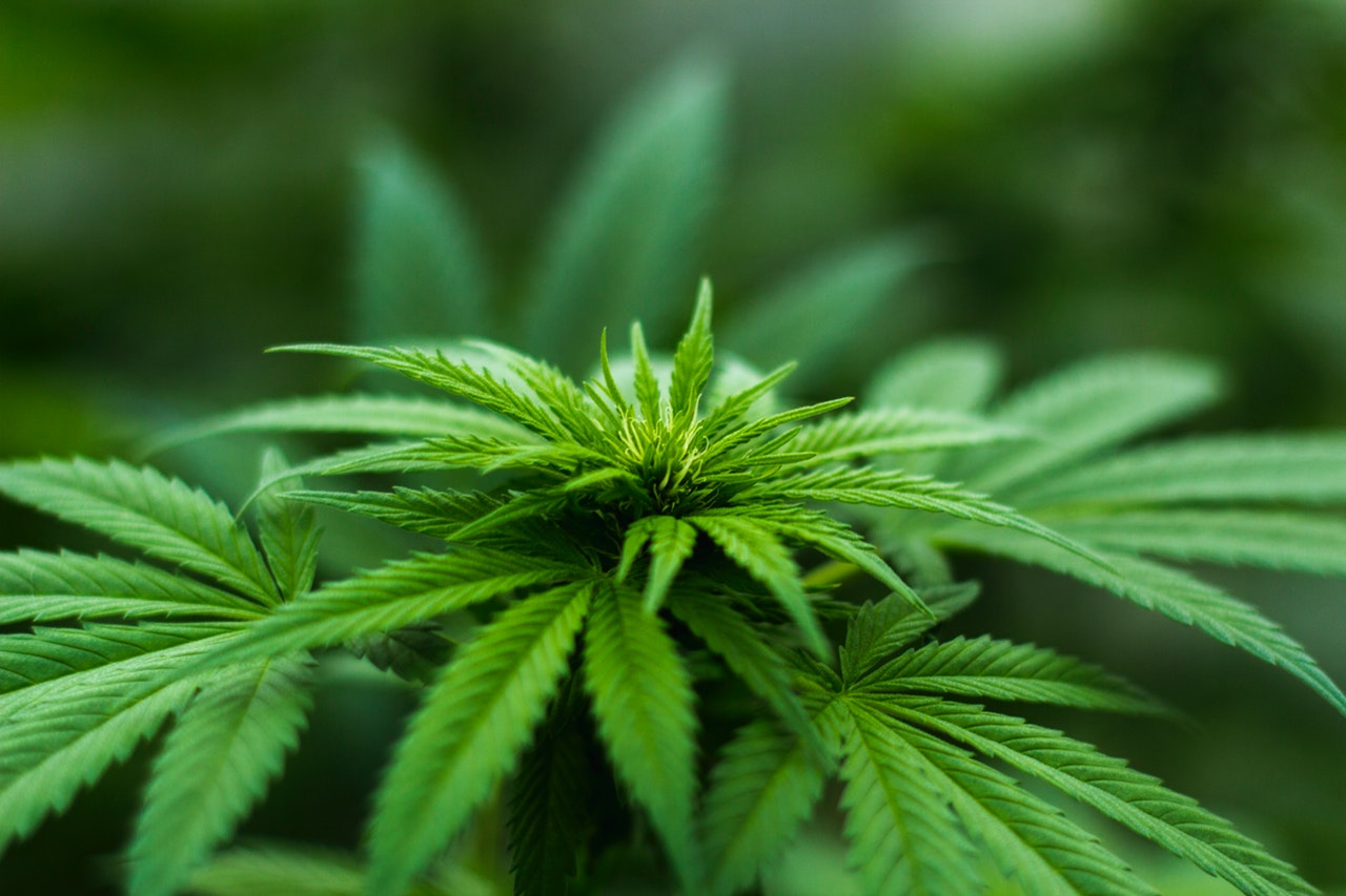 safety-CBD
