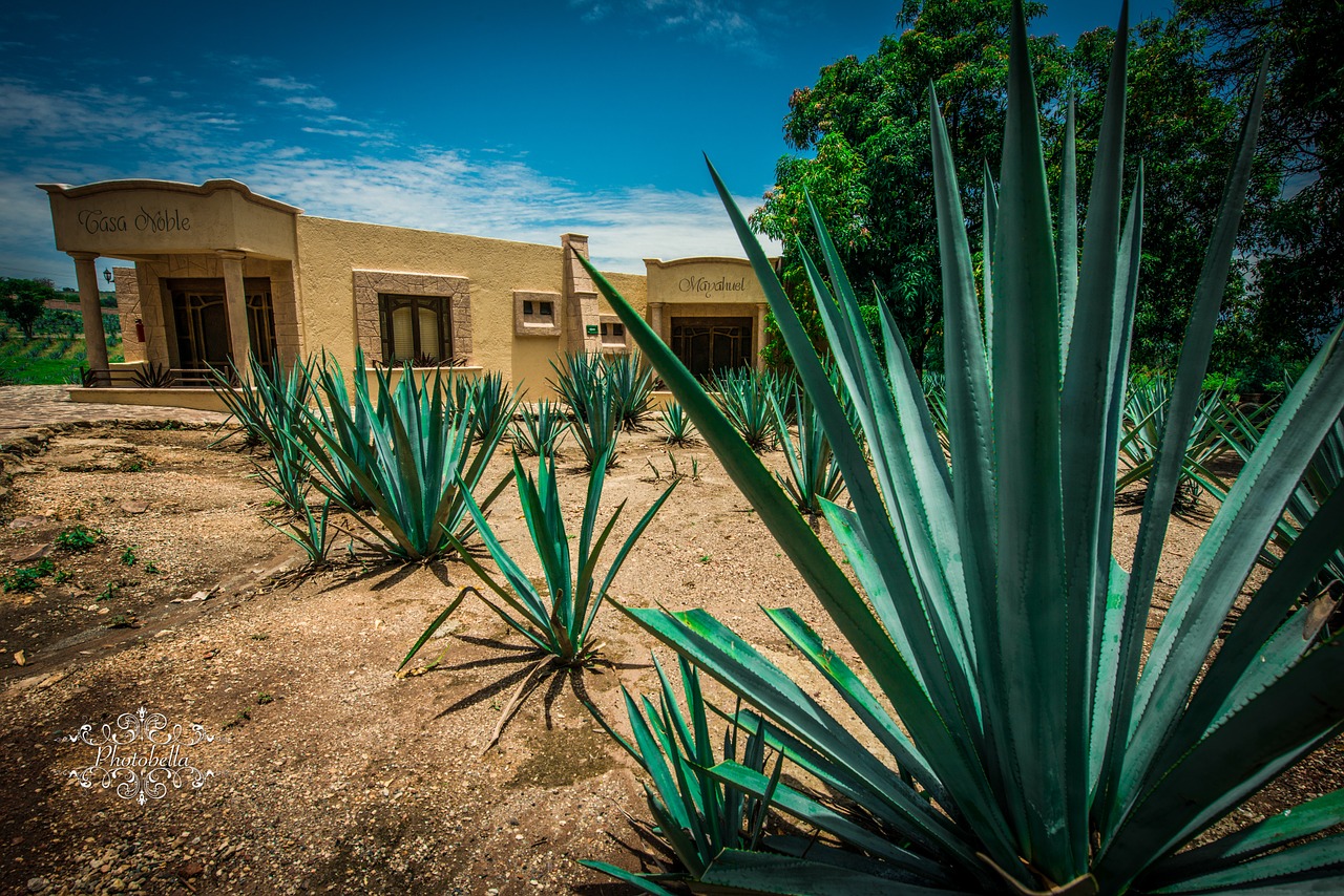 tequila-agave-plant