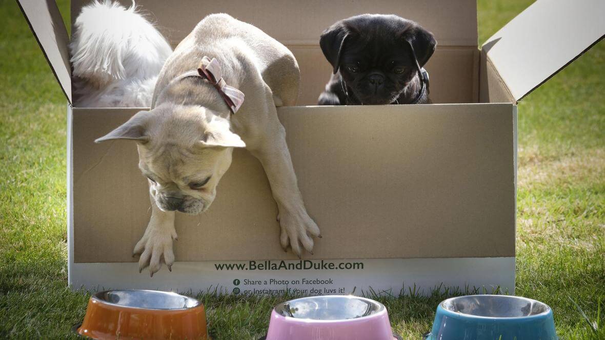bella-duke-dogs