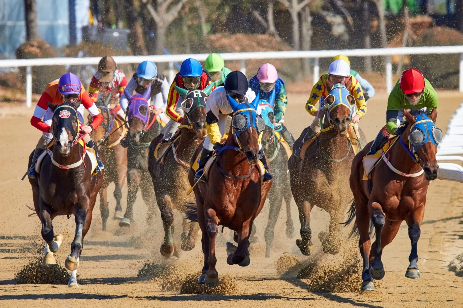 grand-national-horses