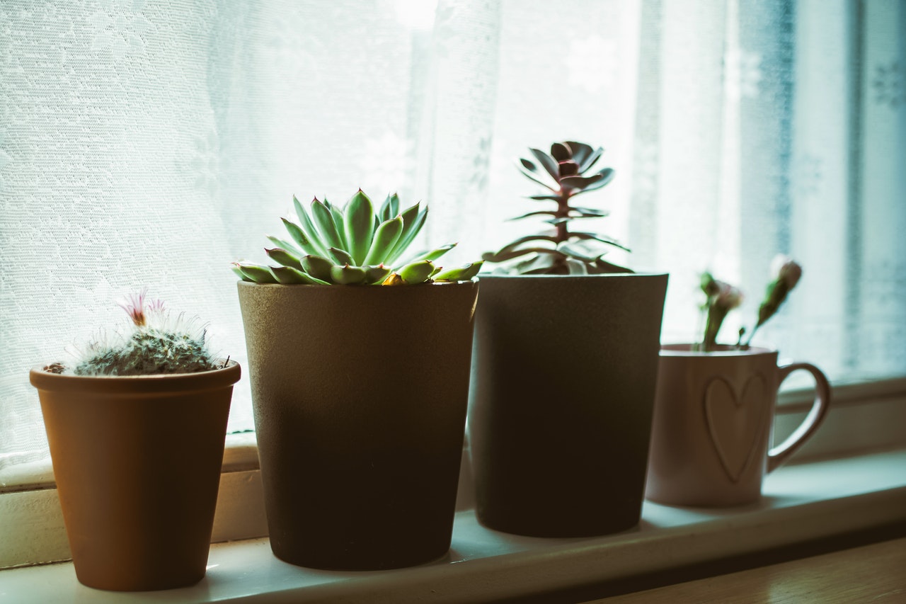 indoor-gardening-windowsill