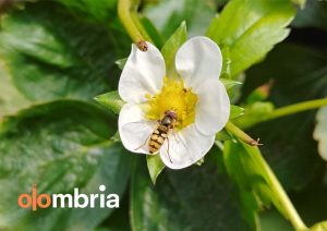 Olombria, tech startup, ag tech, agriculture, hoverflies