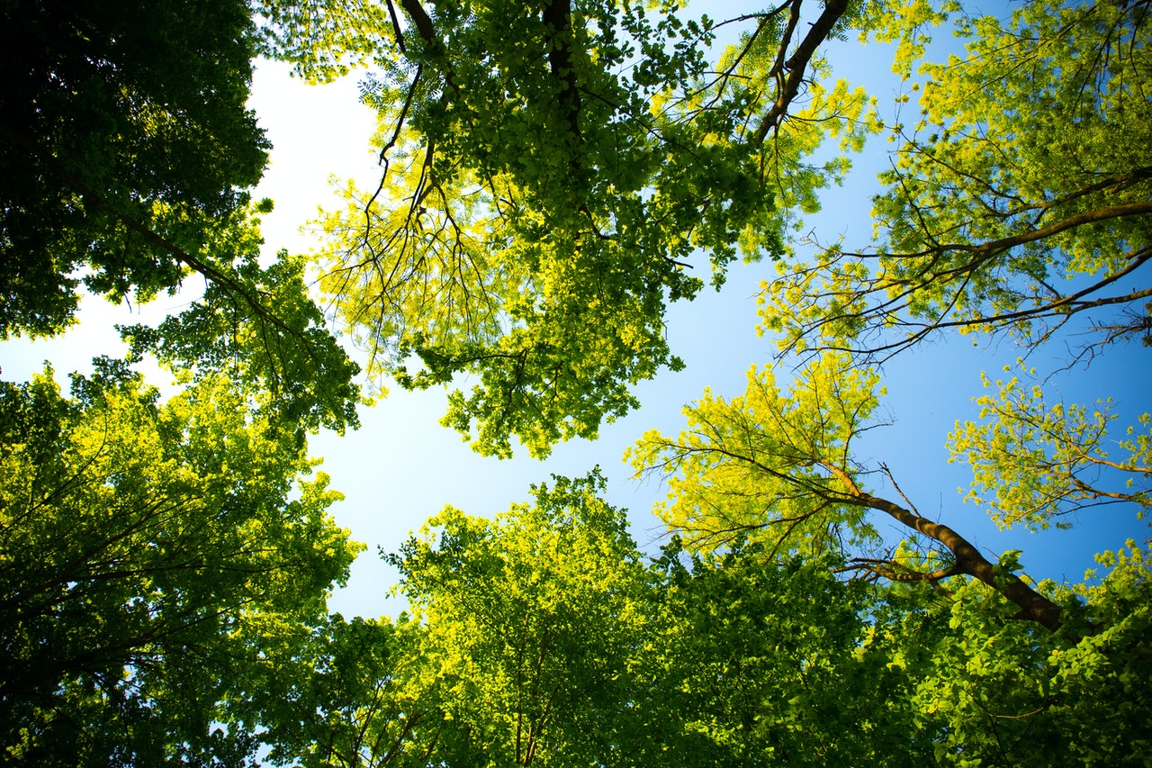 earth-week-trees