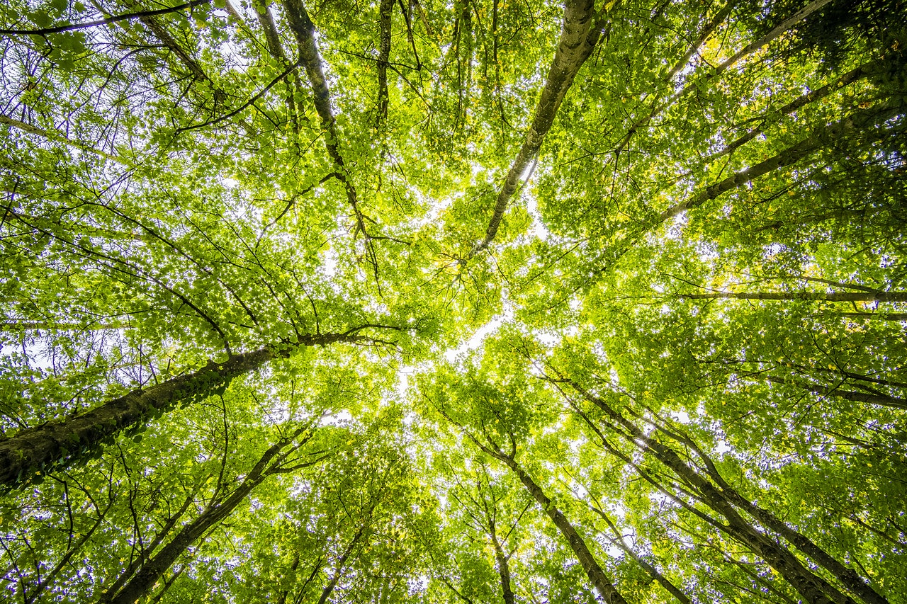 plant-tree-challenge