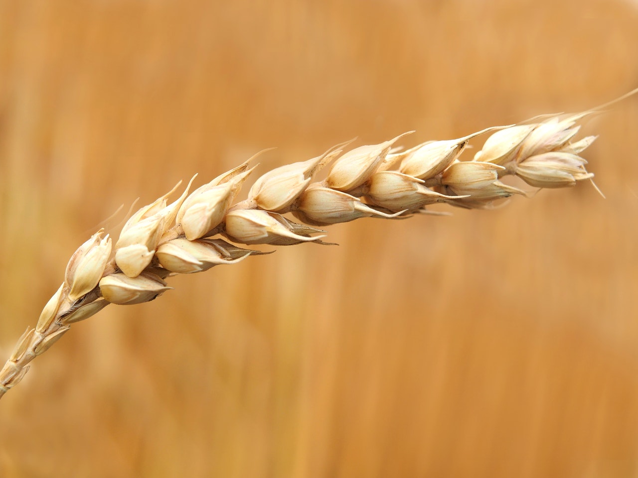 wheat-weetabix