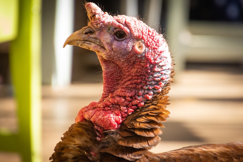 Turkey-Christmas-bird