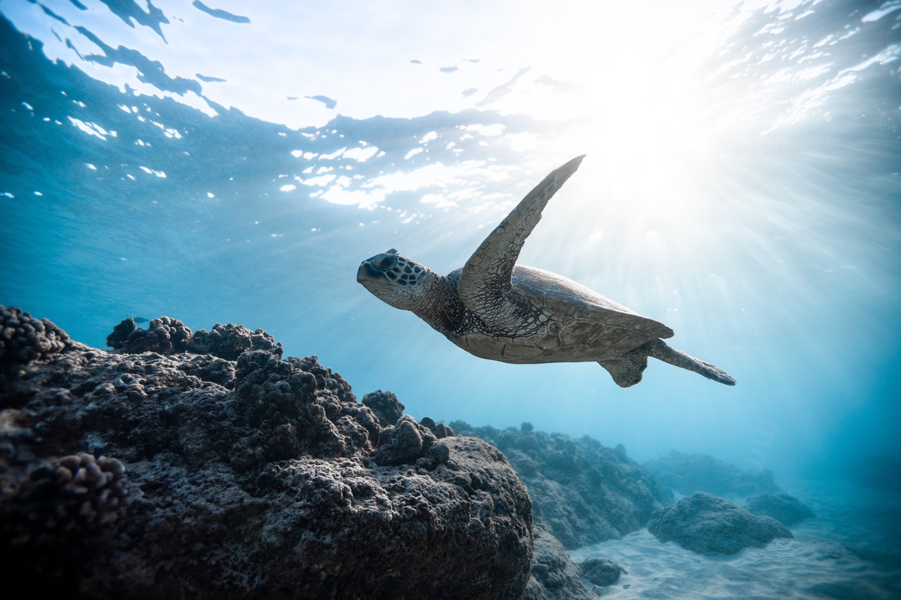 wildlife-charity-crypto