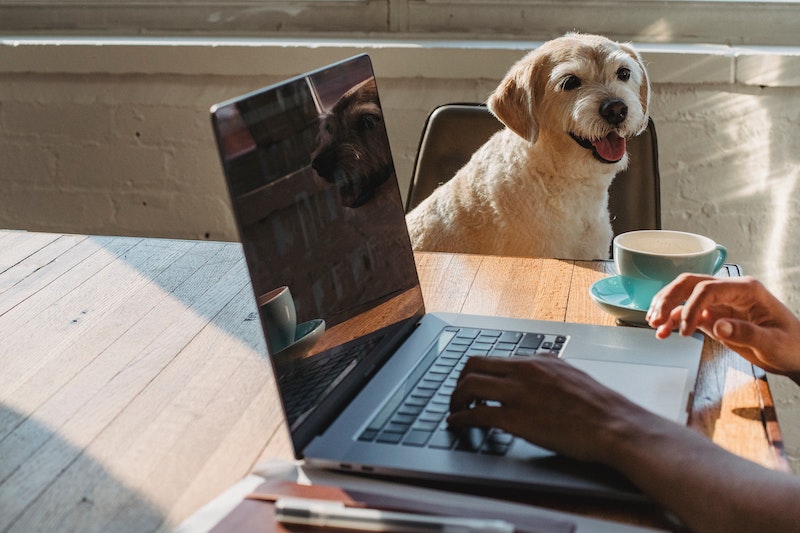 Office-Dogs-Key-to-Happiness