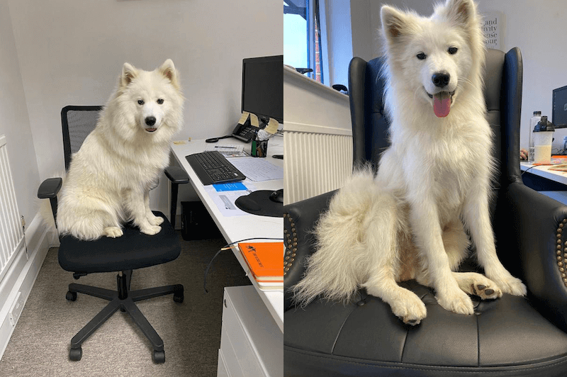 Office-Dogs