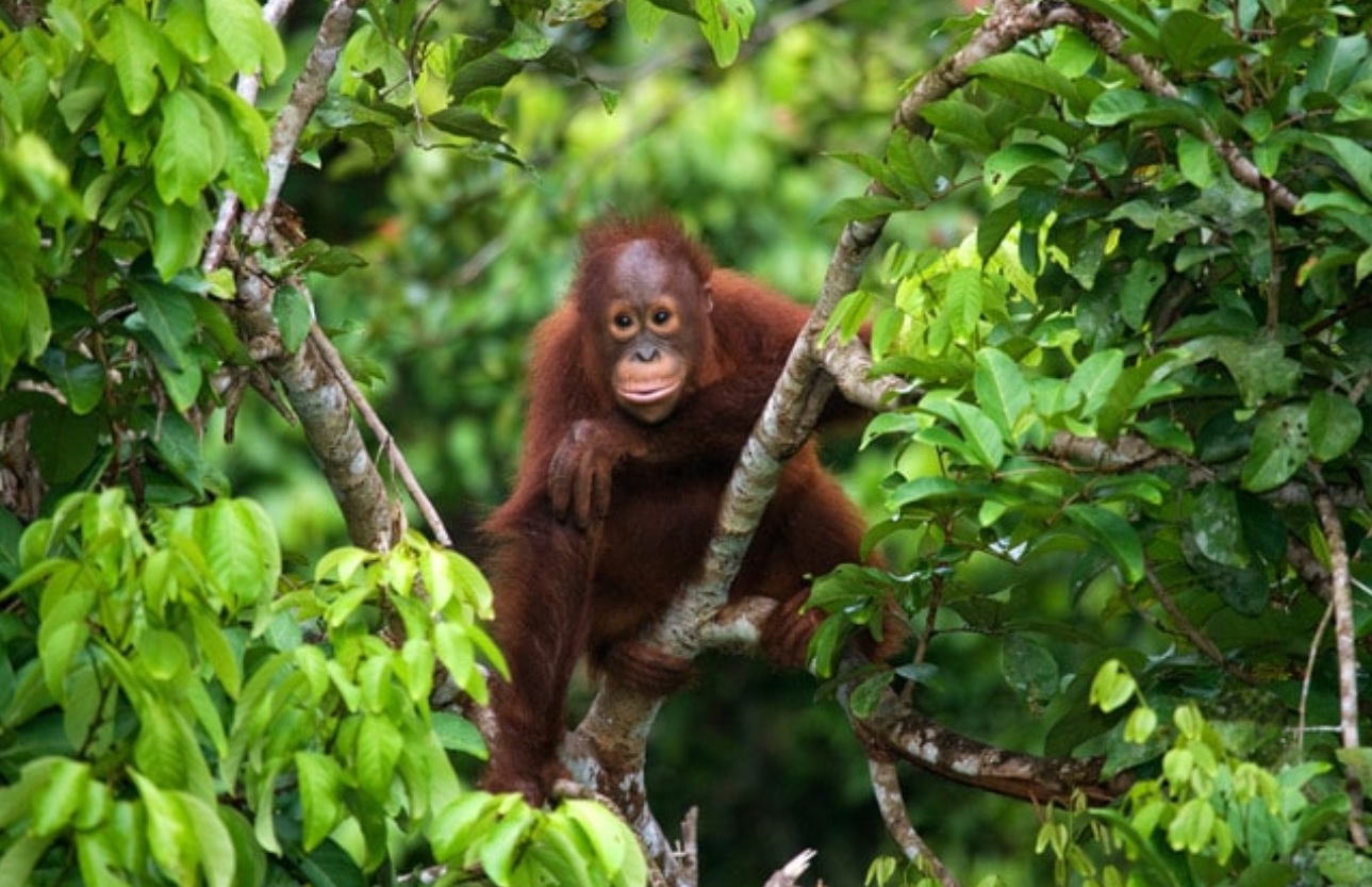 Katingan Mentaya Project - The Southern Bornean Gibbon is one of the many critically endangered species in the peat swamp forest of Central Kalimantan.