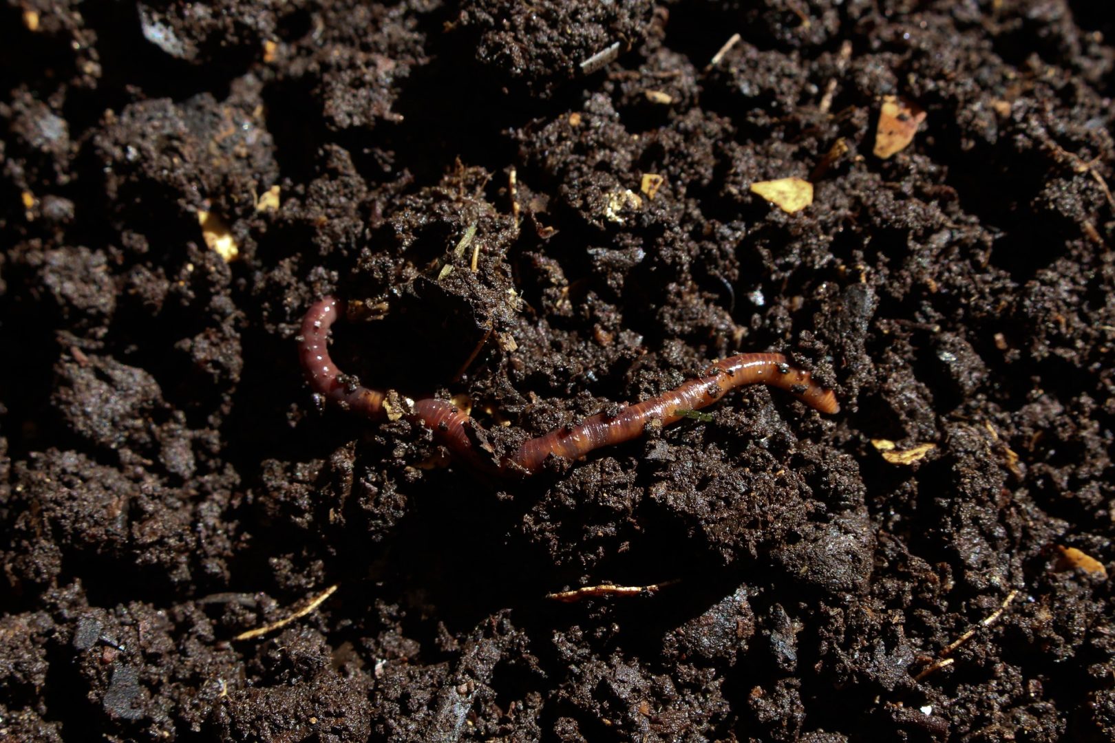 earthworm