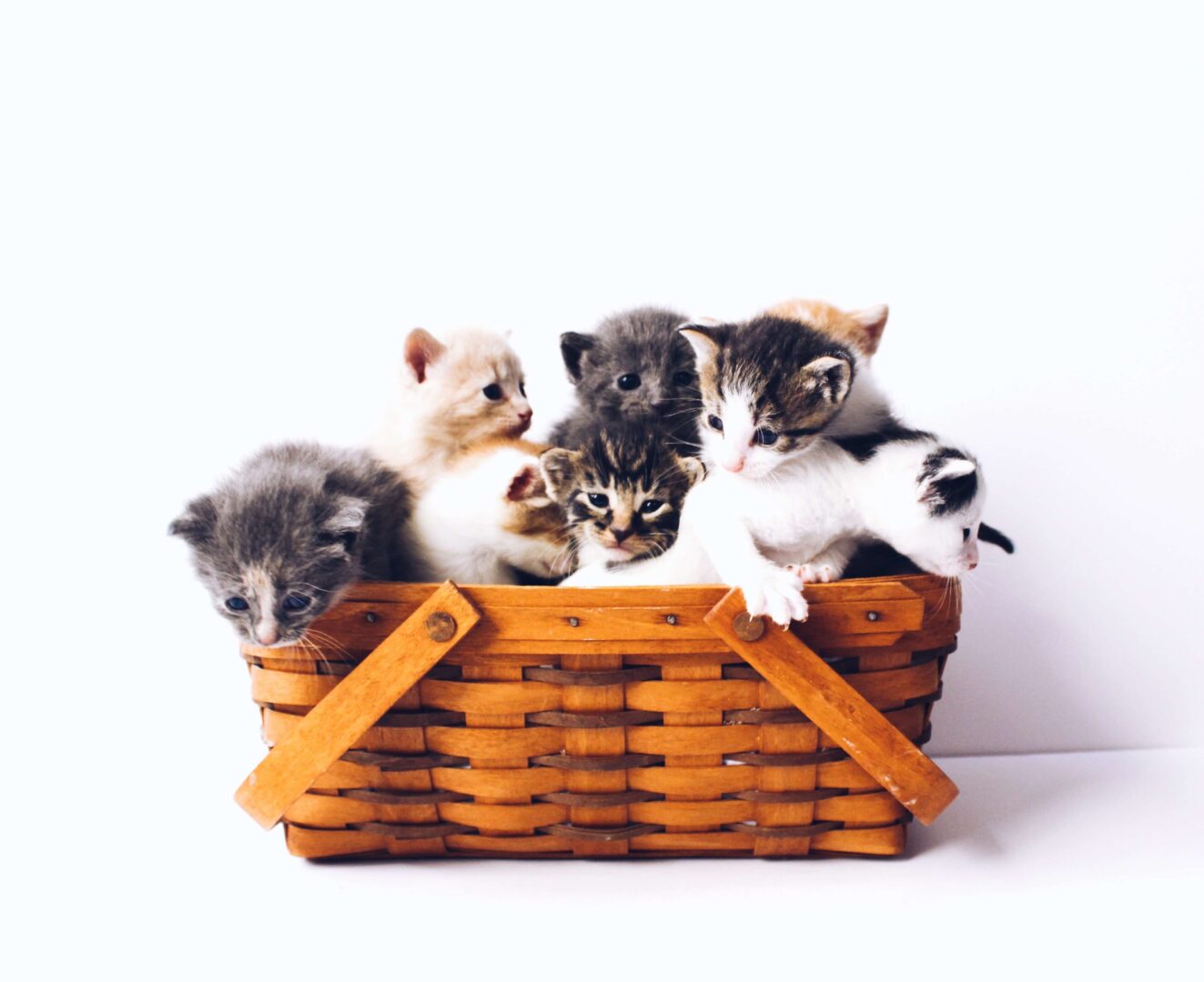 cats-cat-gpt-ai