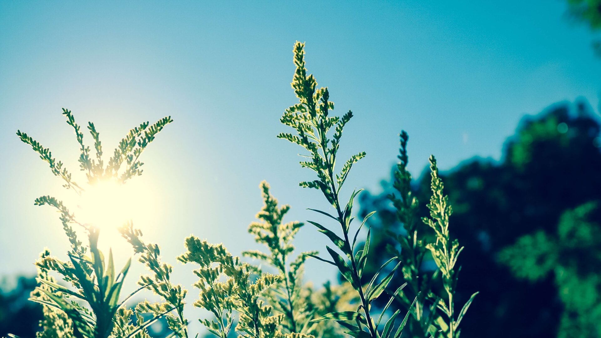 sun-green-plants-solar-powered
