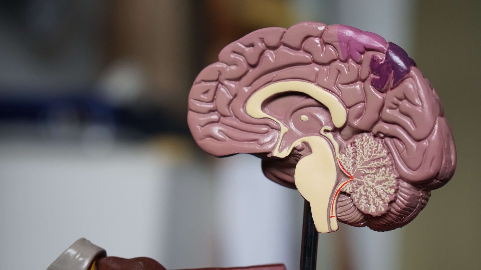 half-brain-model-neuroscience