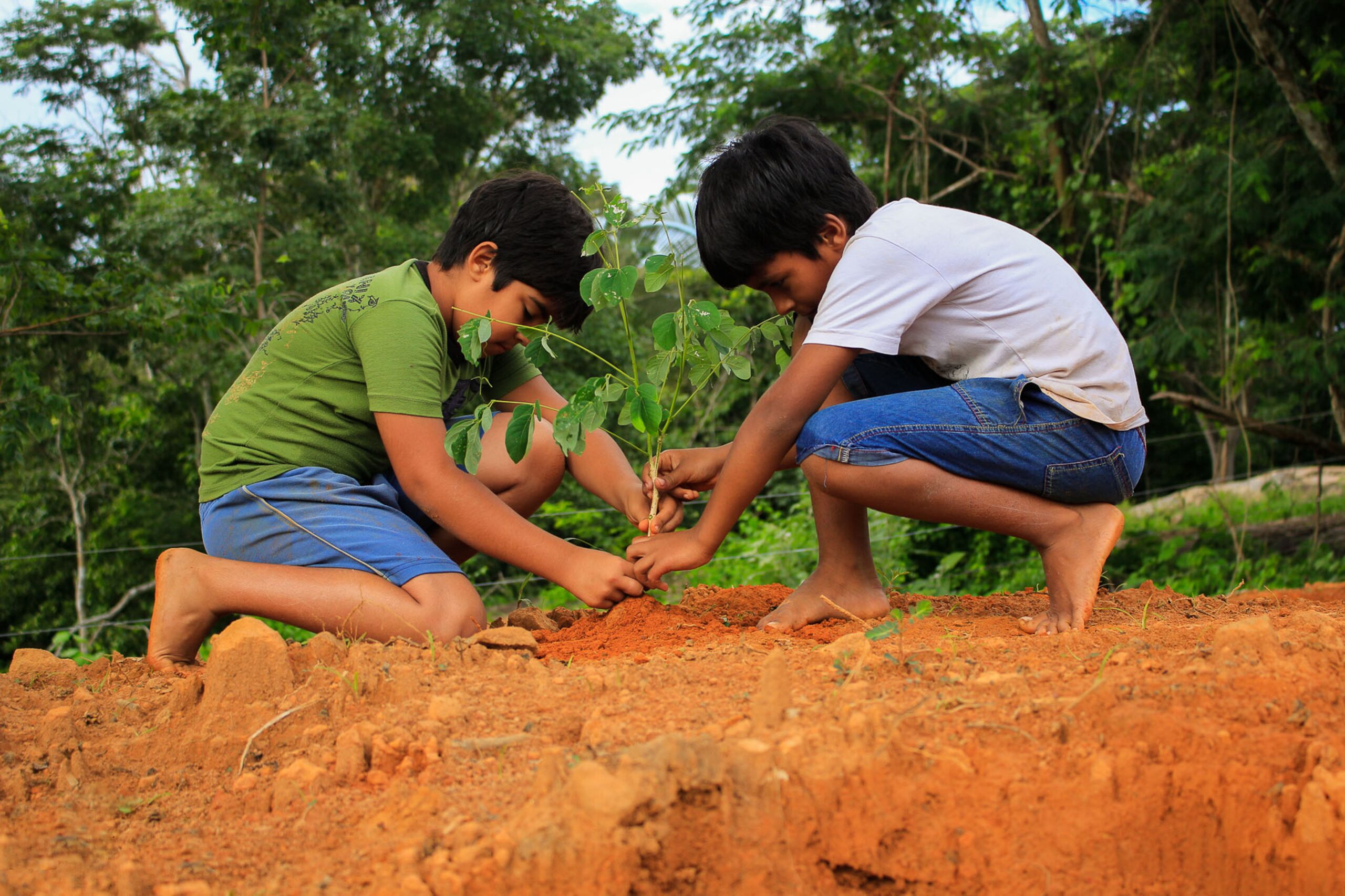 planting trees