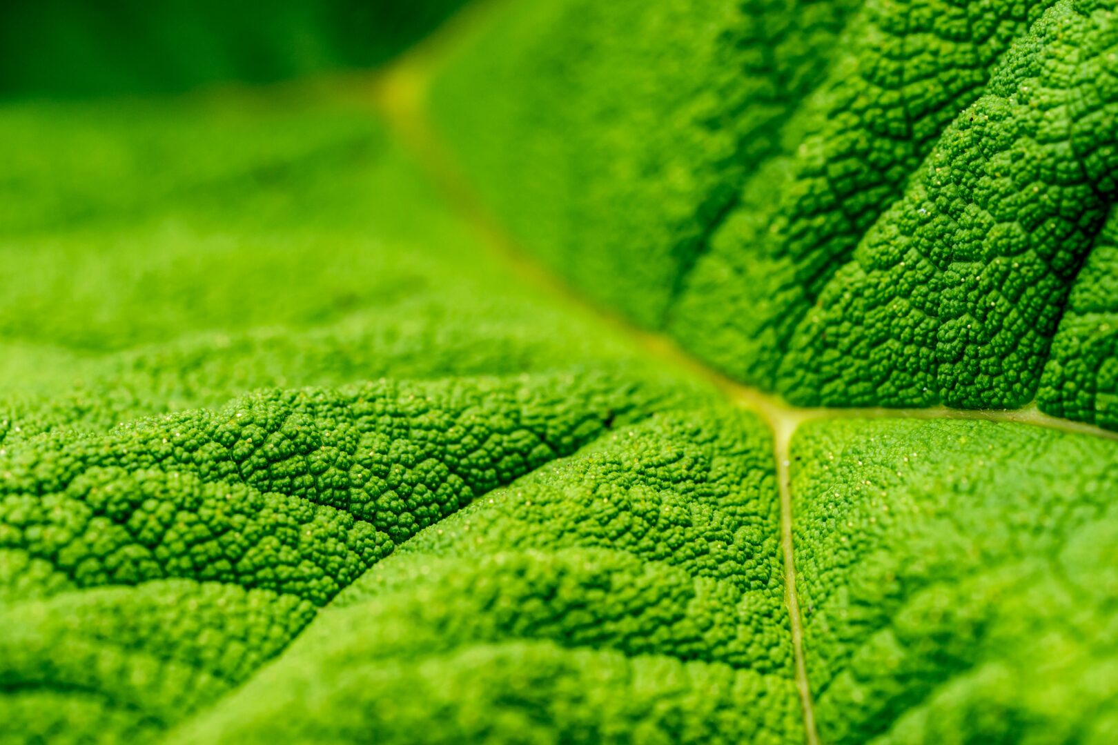 artificial-photosynthesis-green-leaf