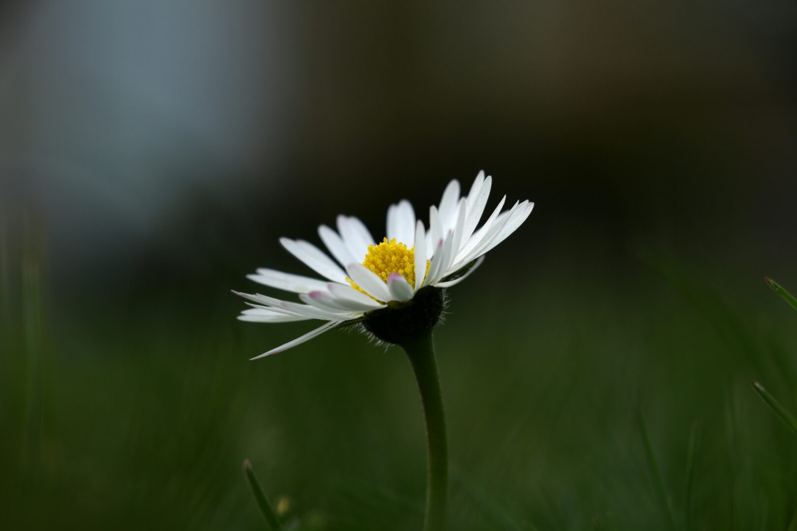 hay fever