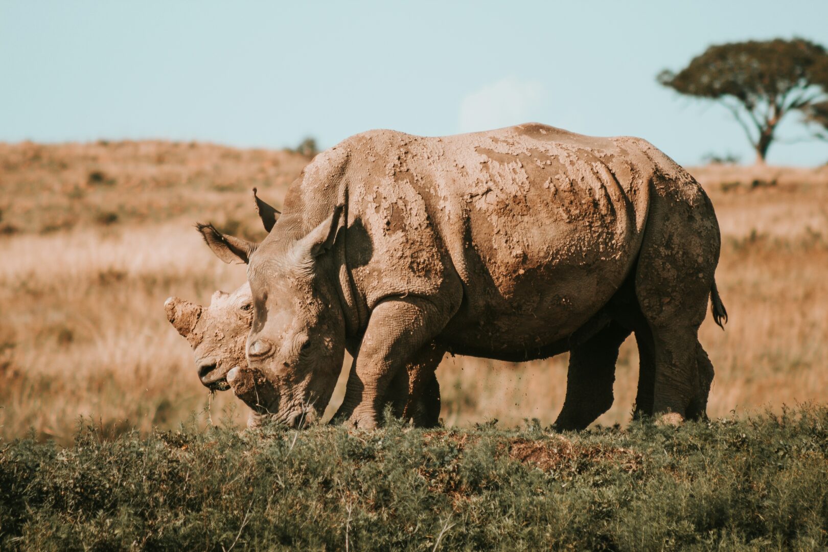 endangered