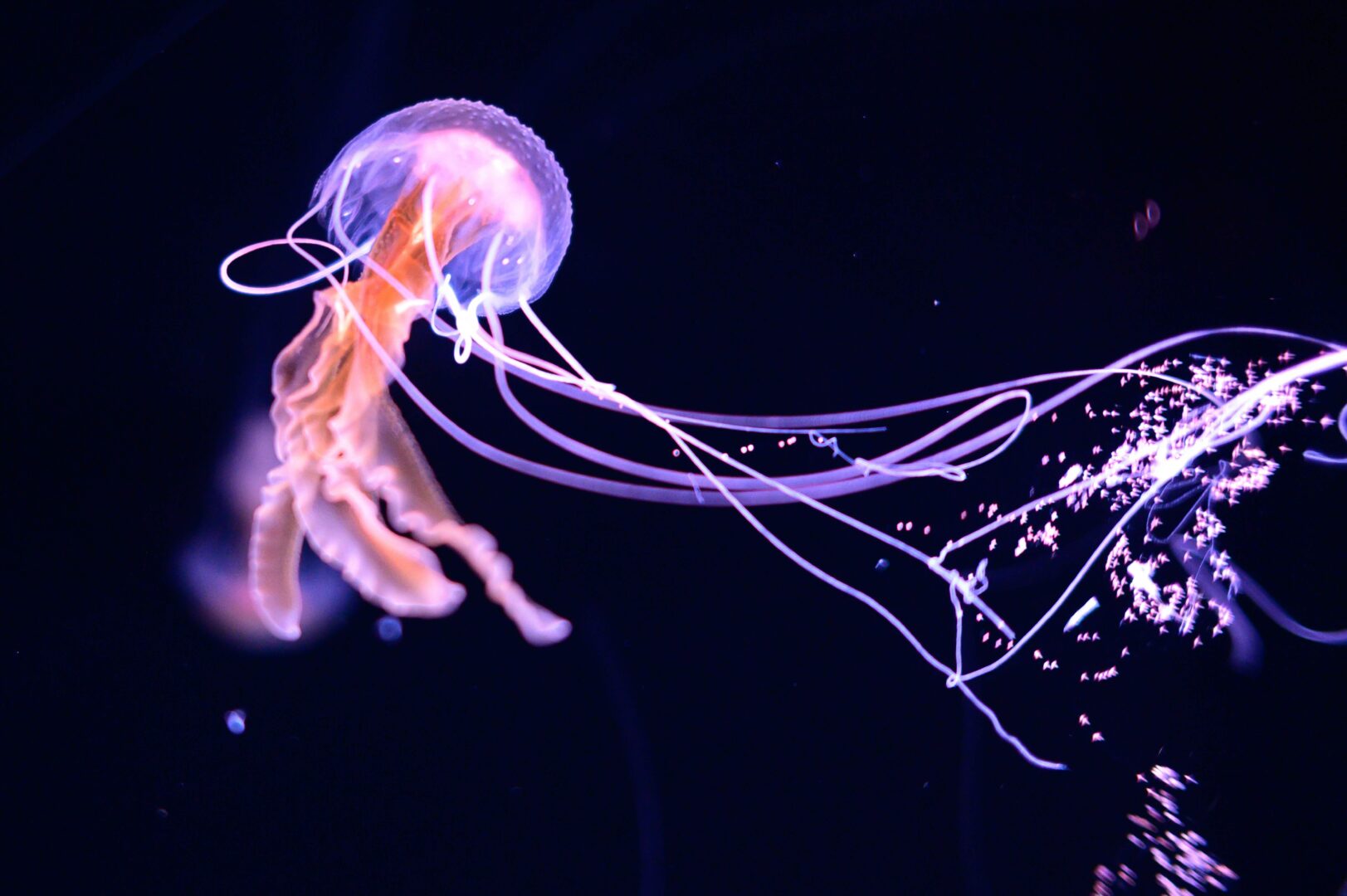 cyborg jellyfish
