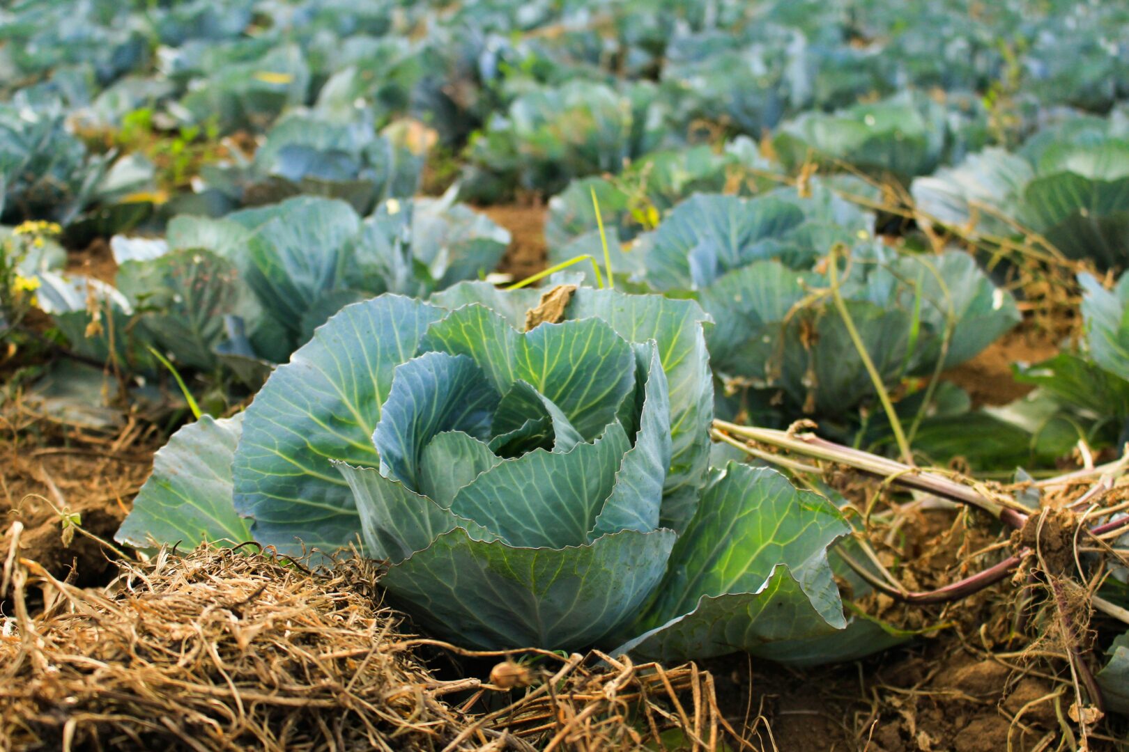 Cabbages