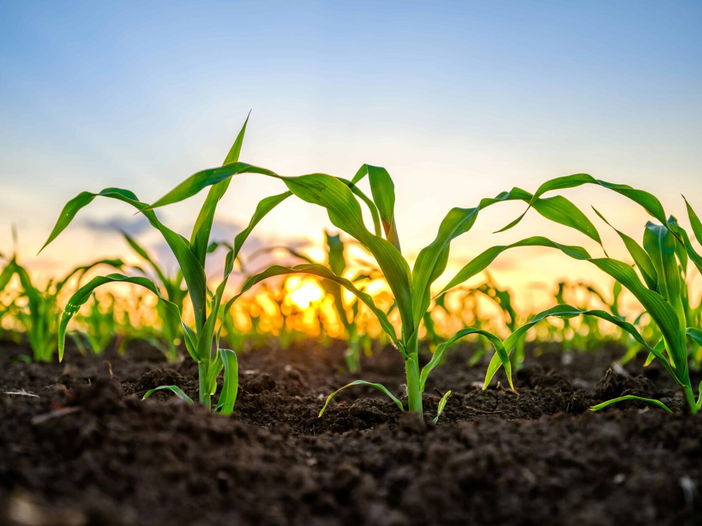 Agri Tech Startups