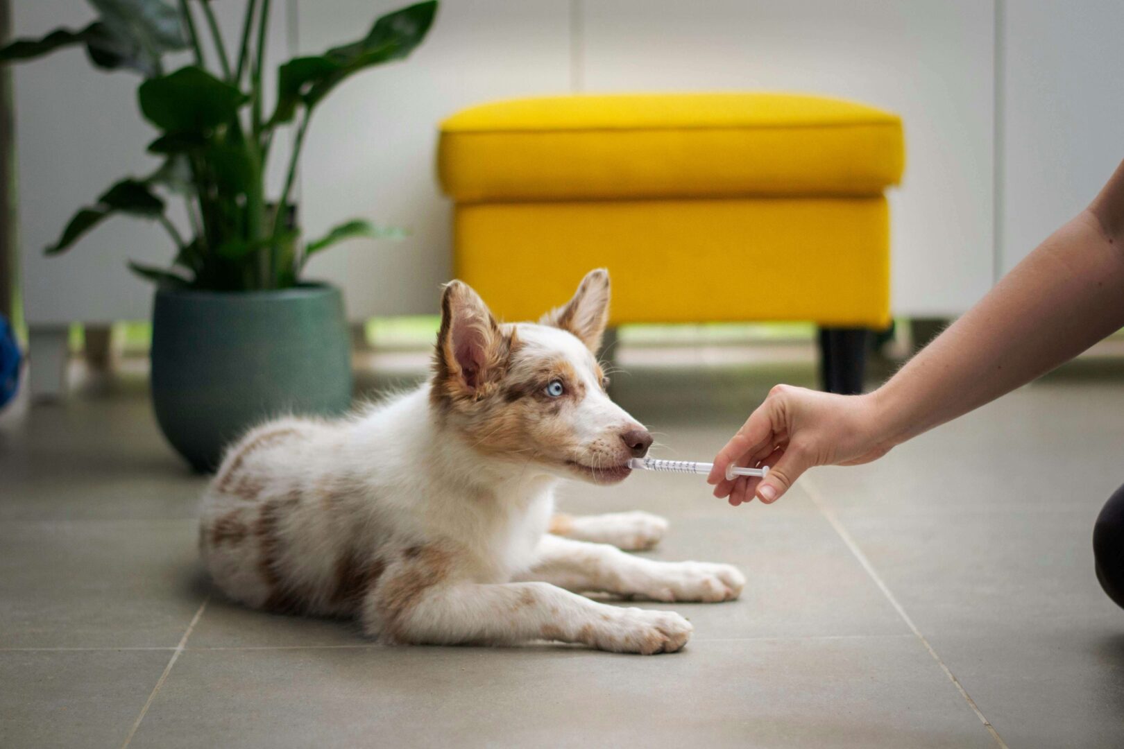 Photograph of dog being given medicine
