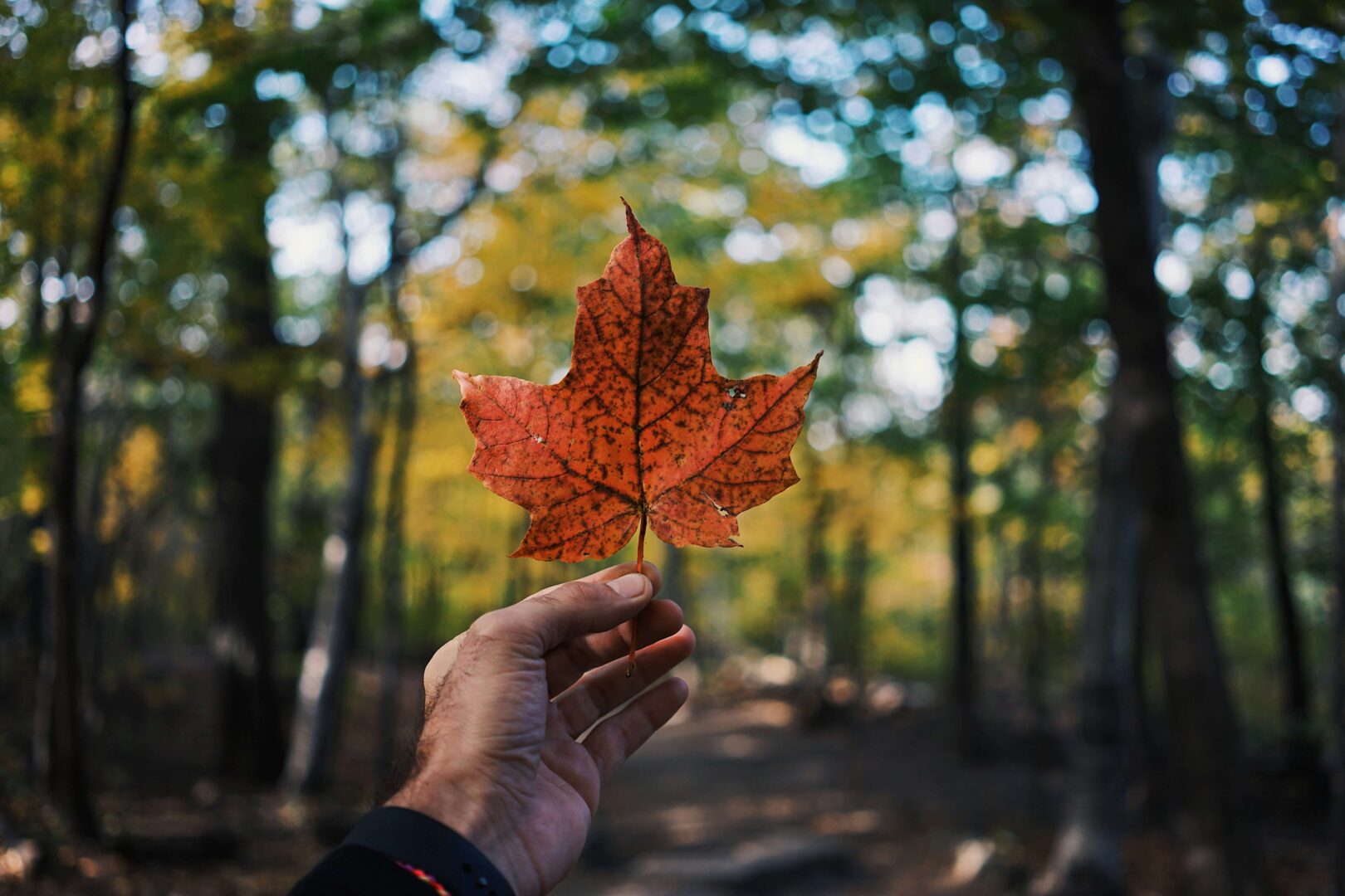 photo-of-maple-leaf