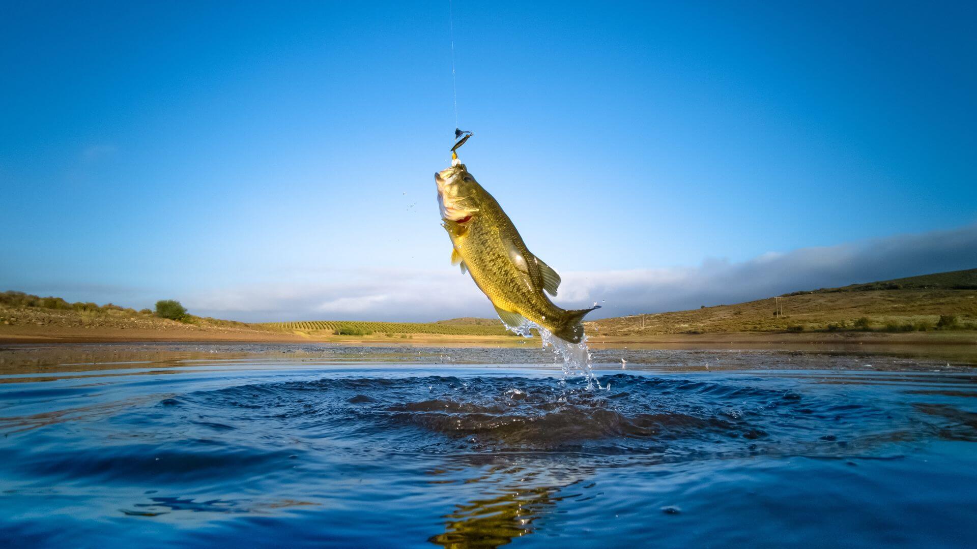 Fish Caught On Reel