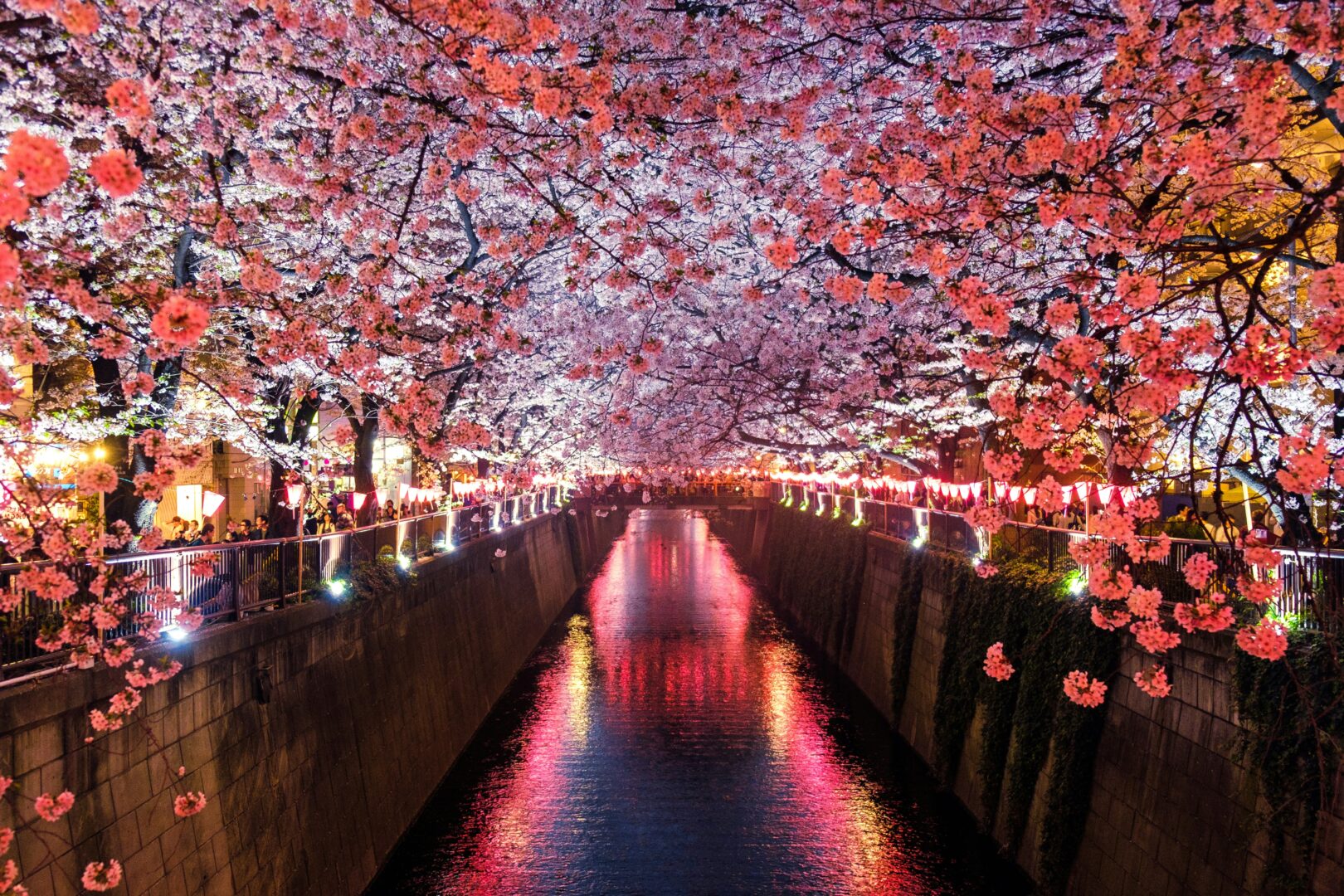 cherry-blossoms