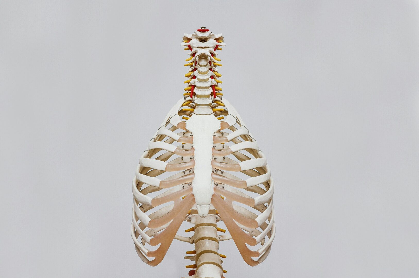 skeletal health