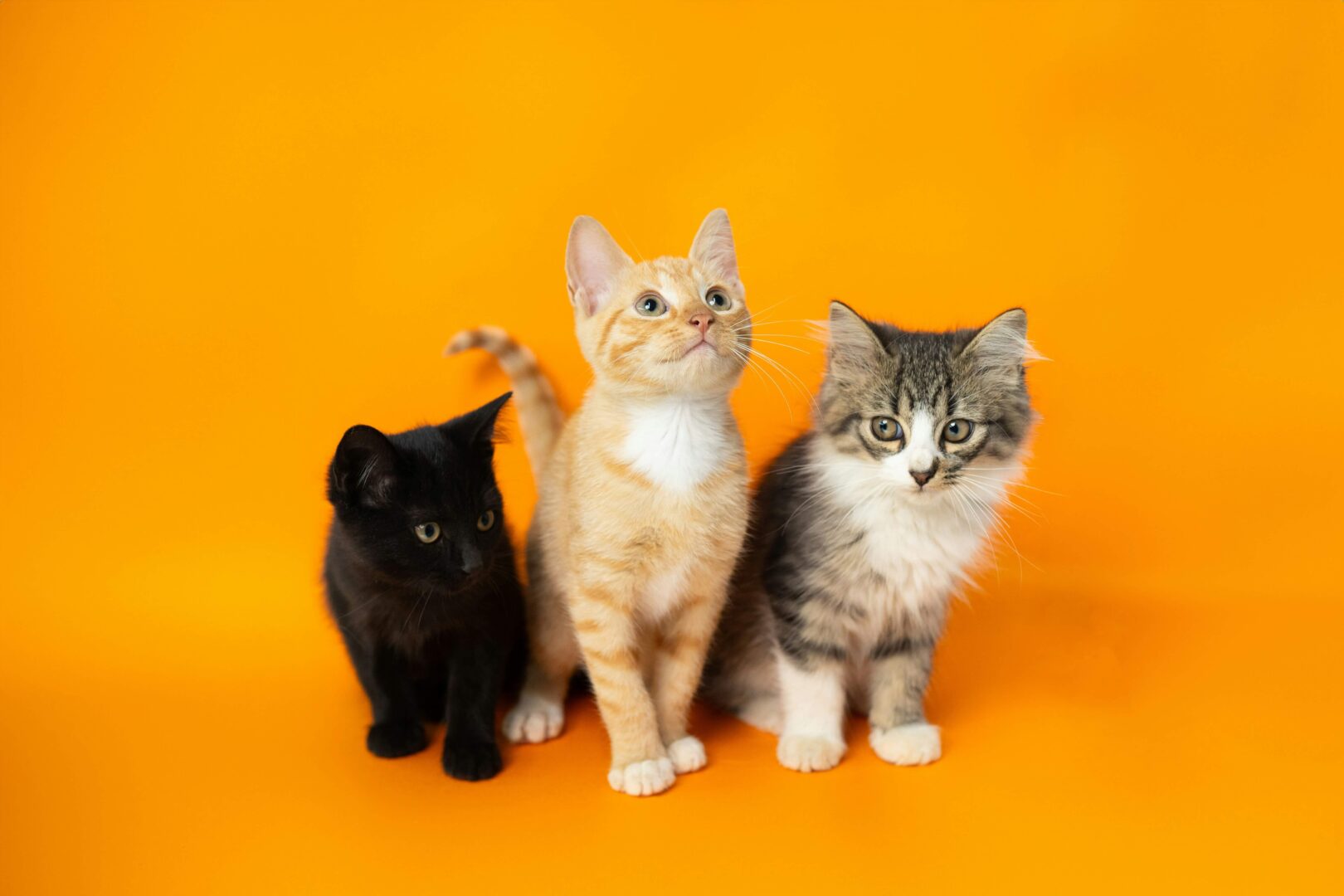 pet food subscription