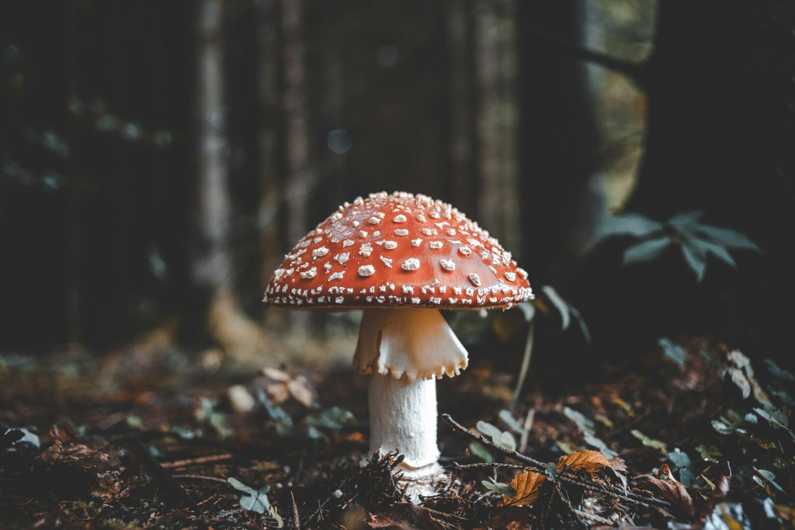 Mushrooms