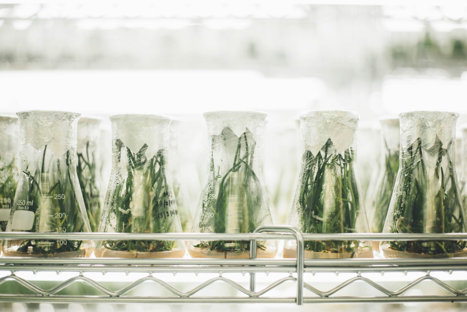 lab-grown-diamonds