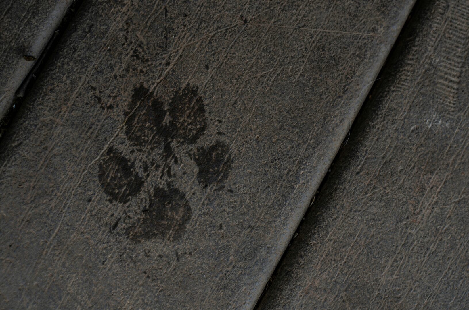 watermark
