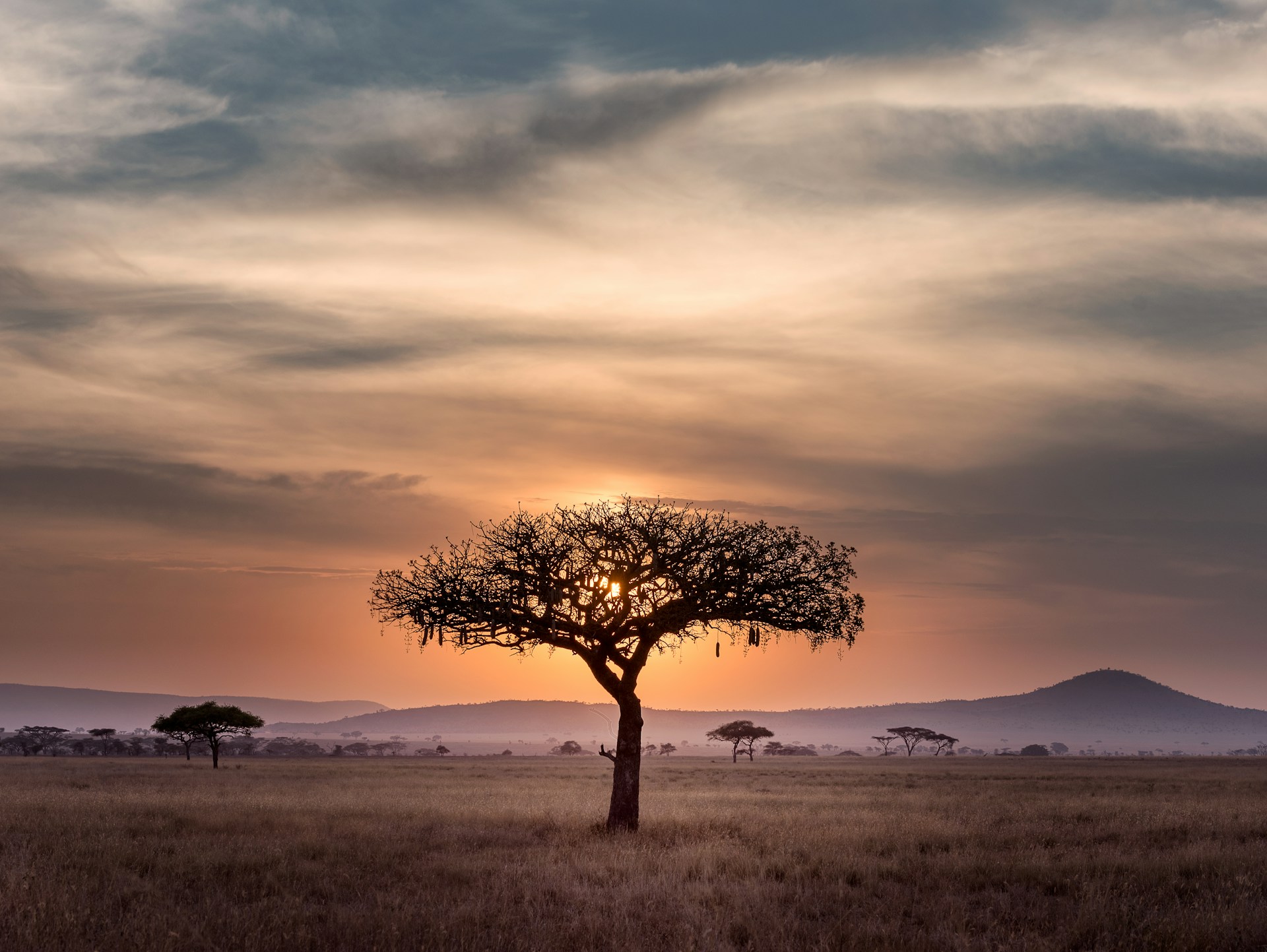 Africa Scale Ups