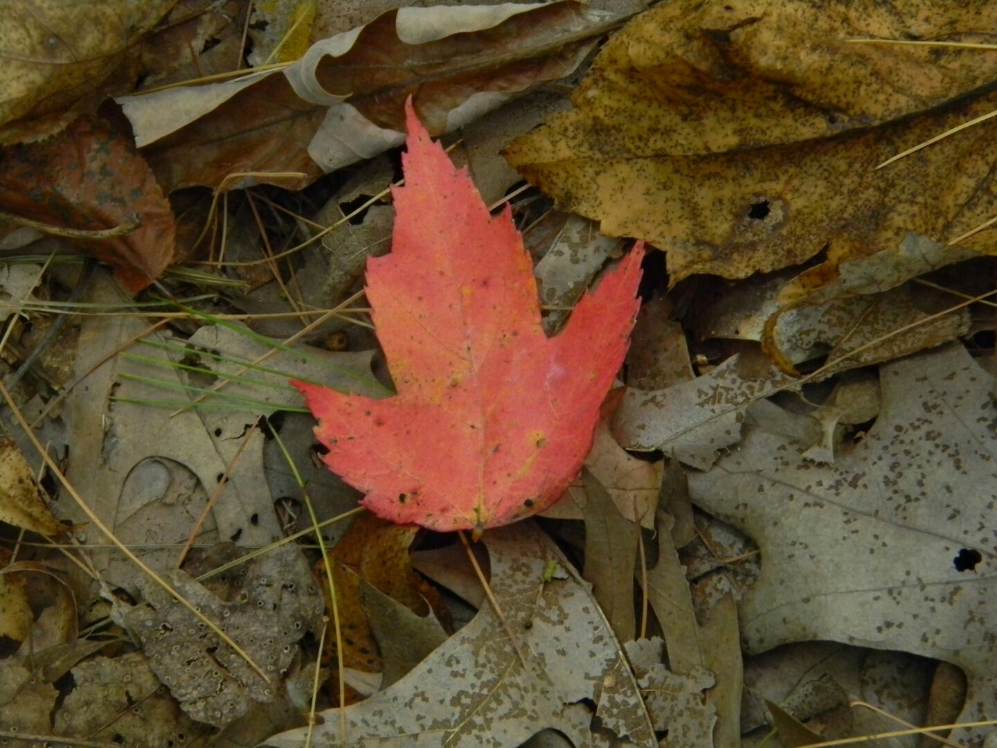maple-leaf