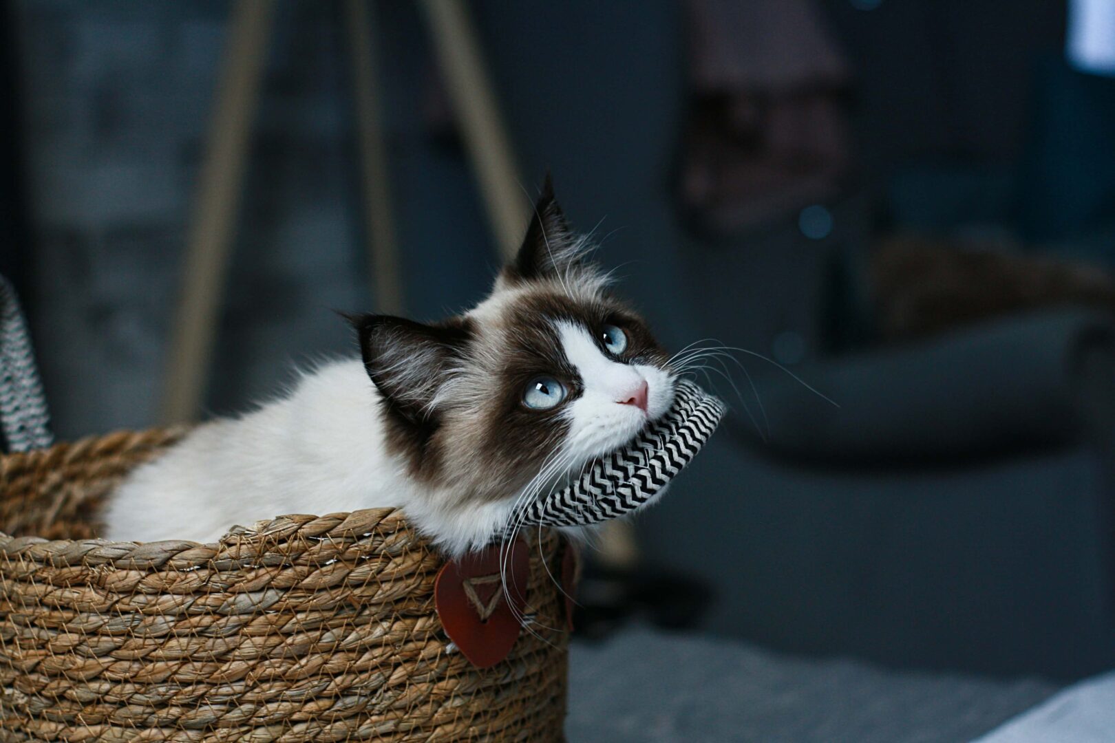 eco-friendly cat toy