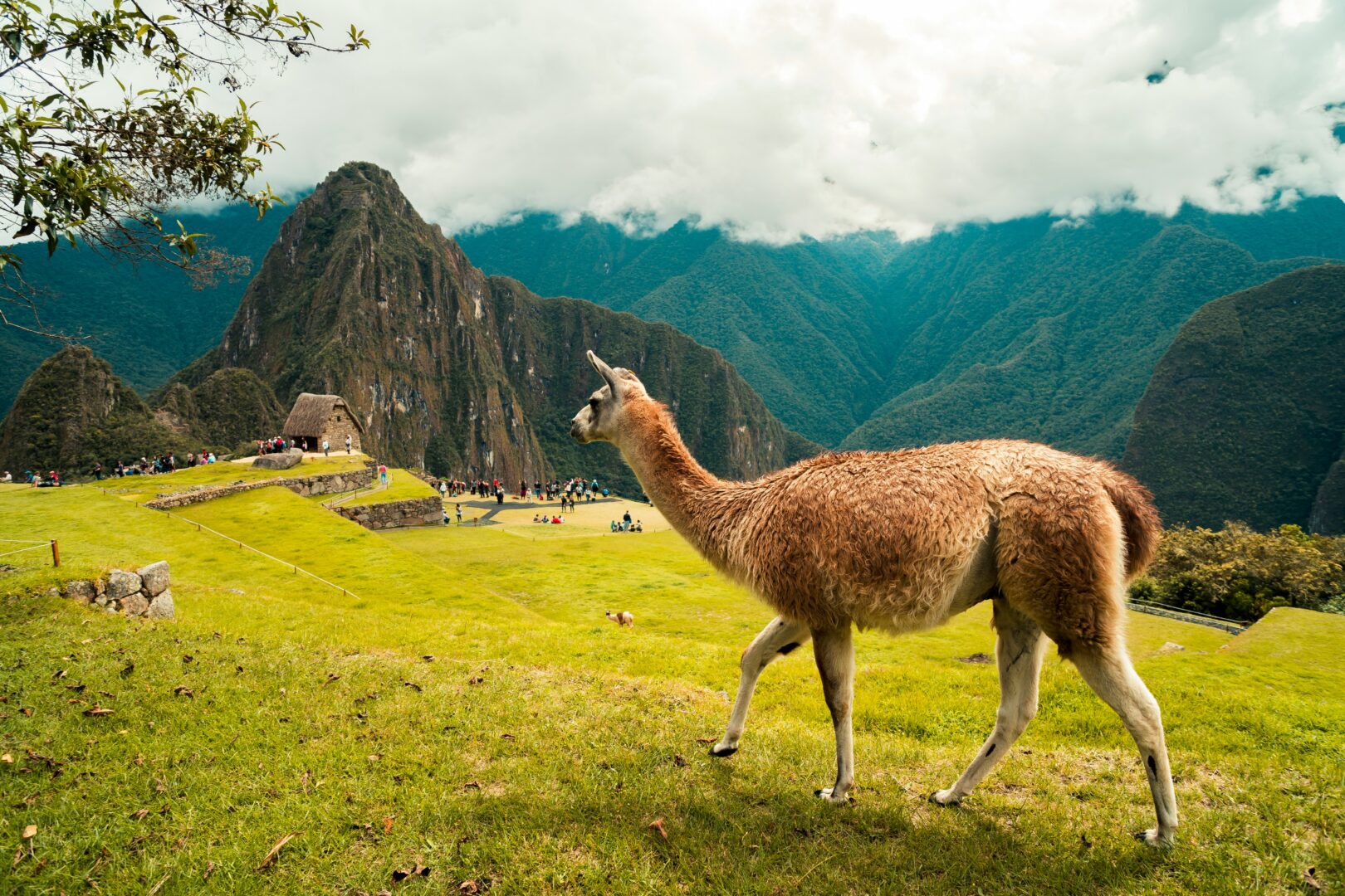 machu-pichu-el-paca