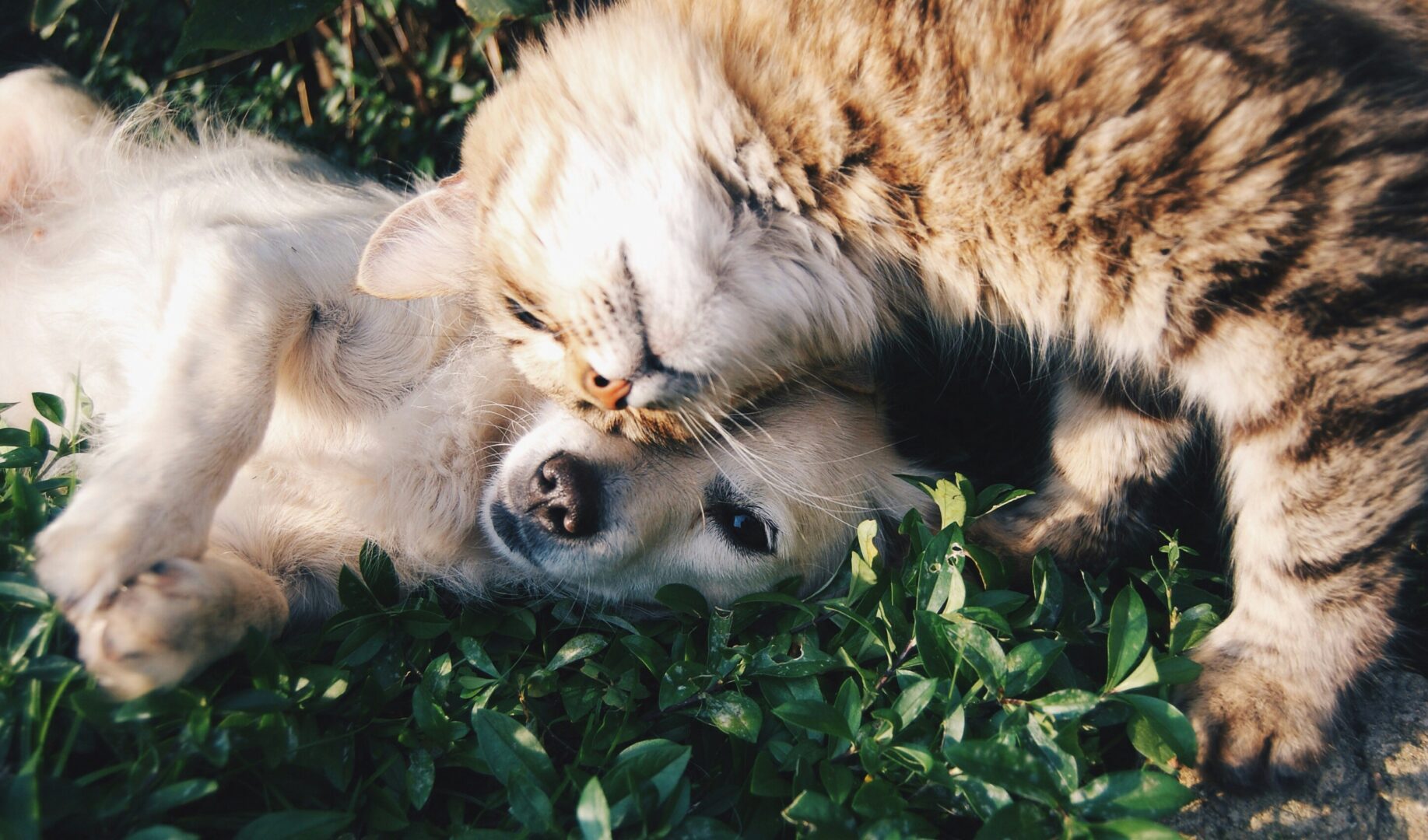 pet industry startup going viral