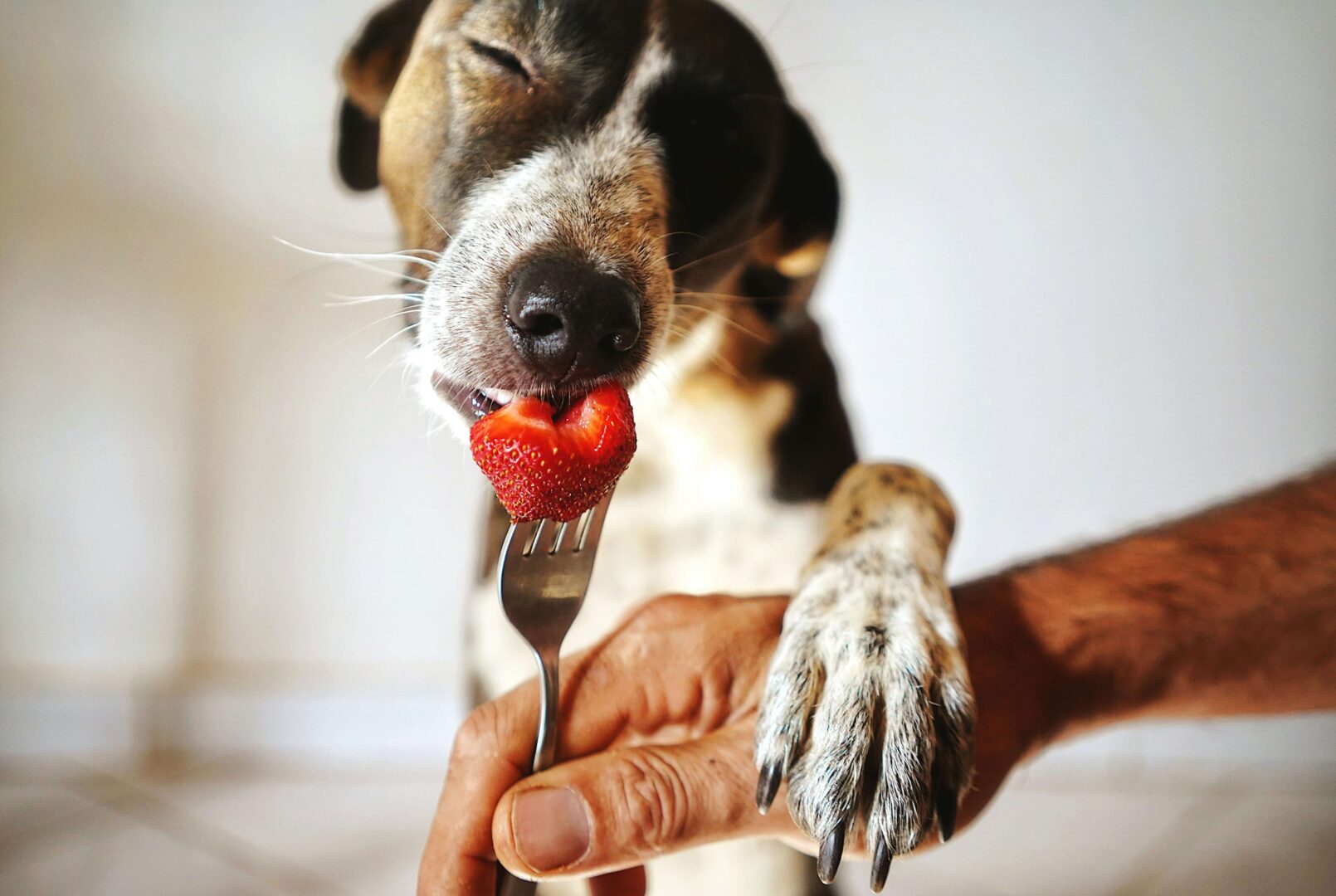 dog eating healthy food