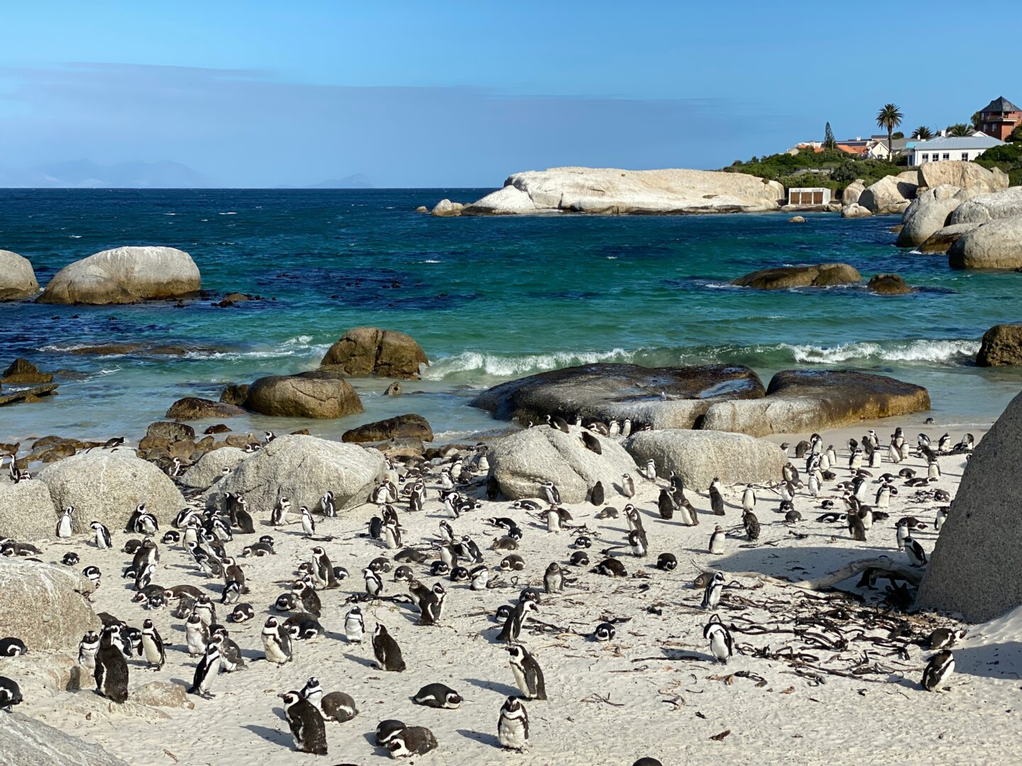 cape-town-penguins