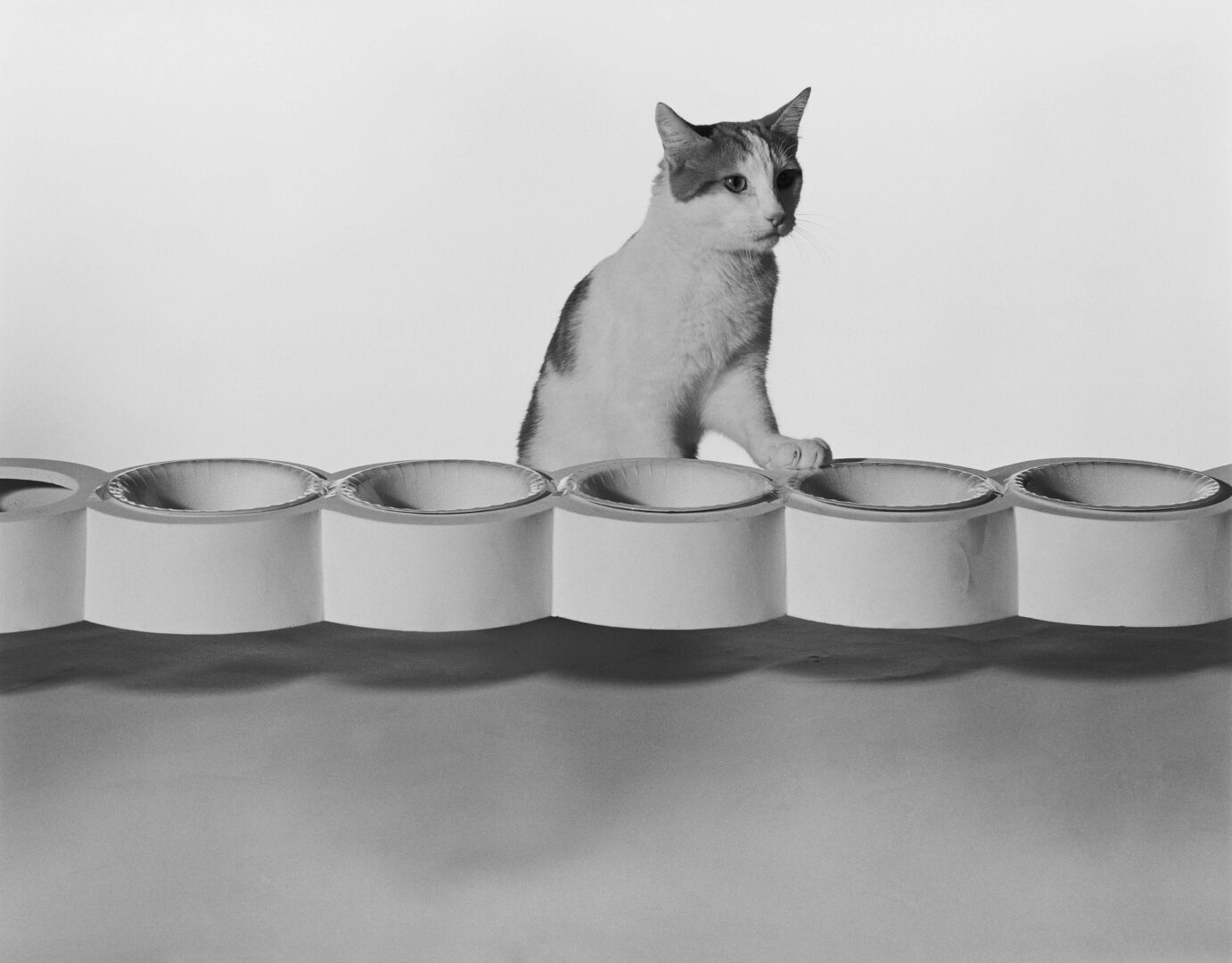 cat bowls