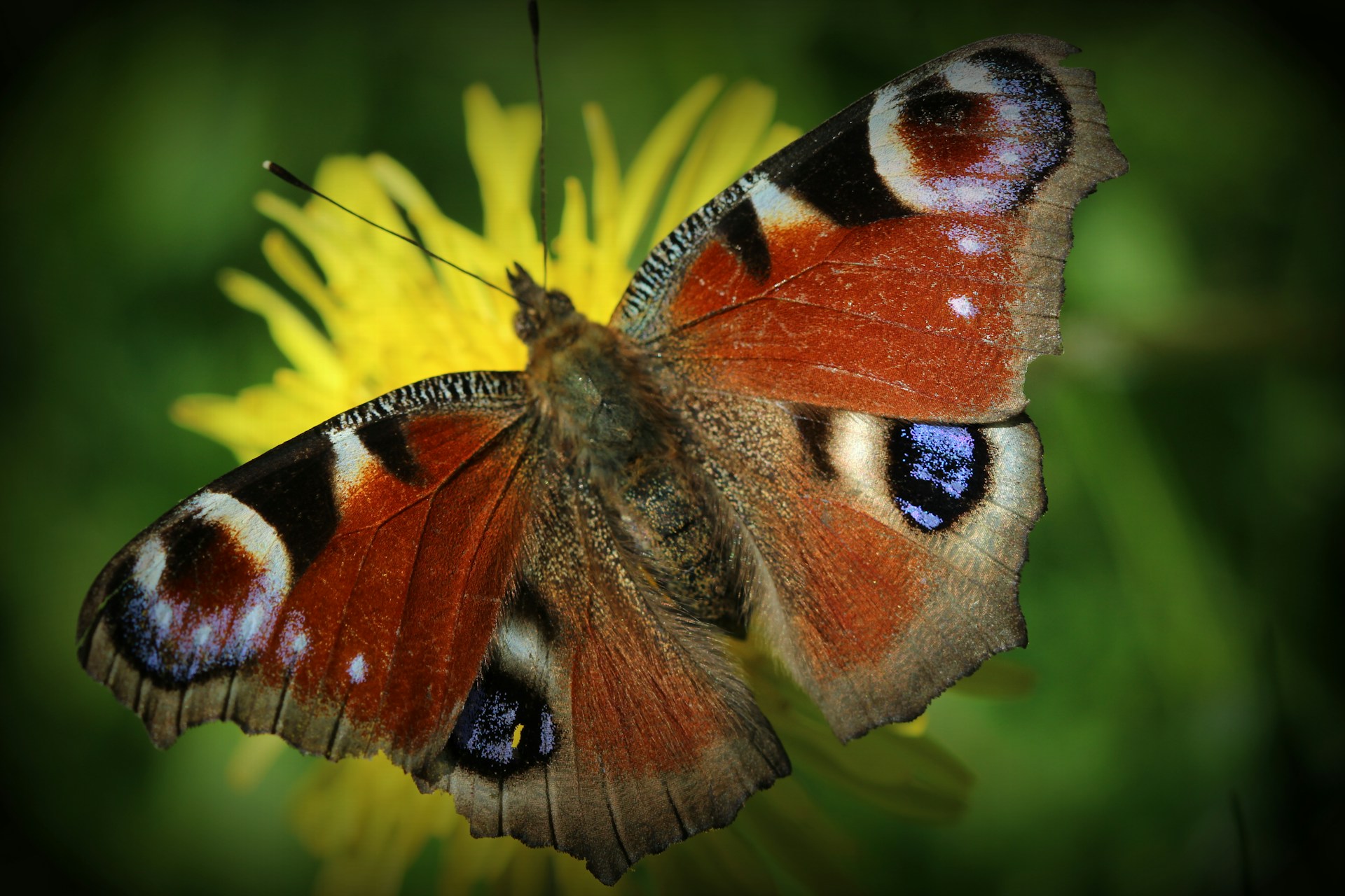 NatureMetrics