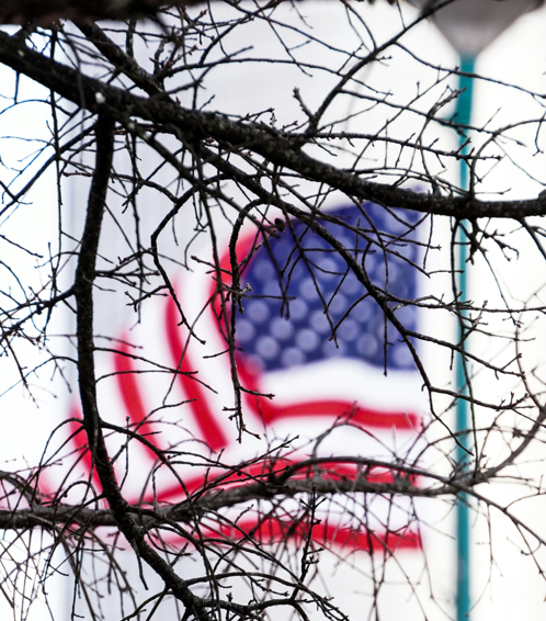 US-flag-tree