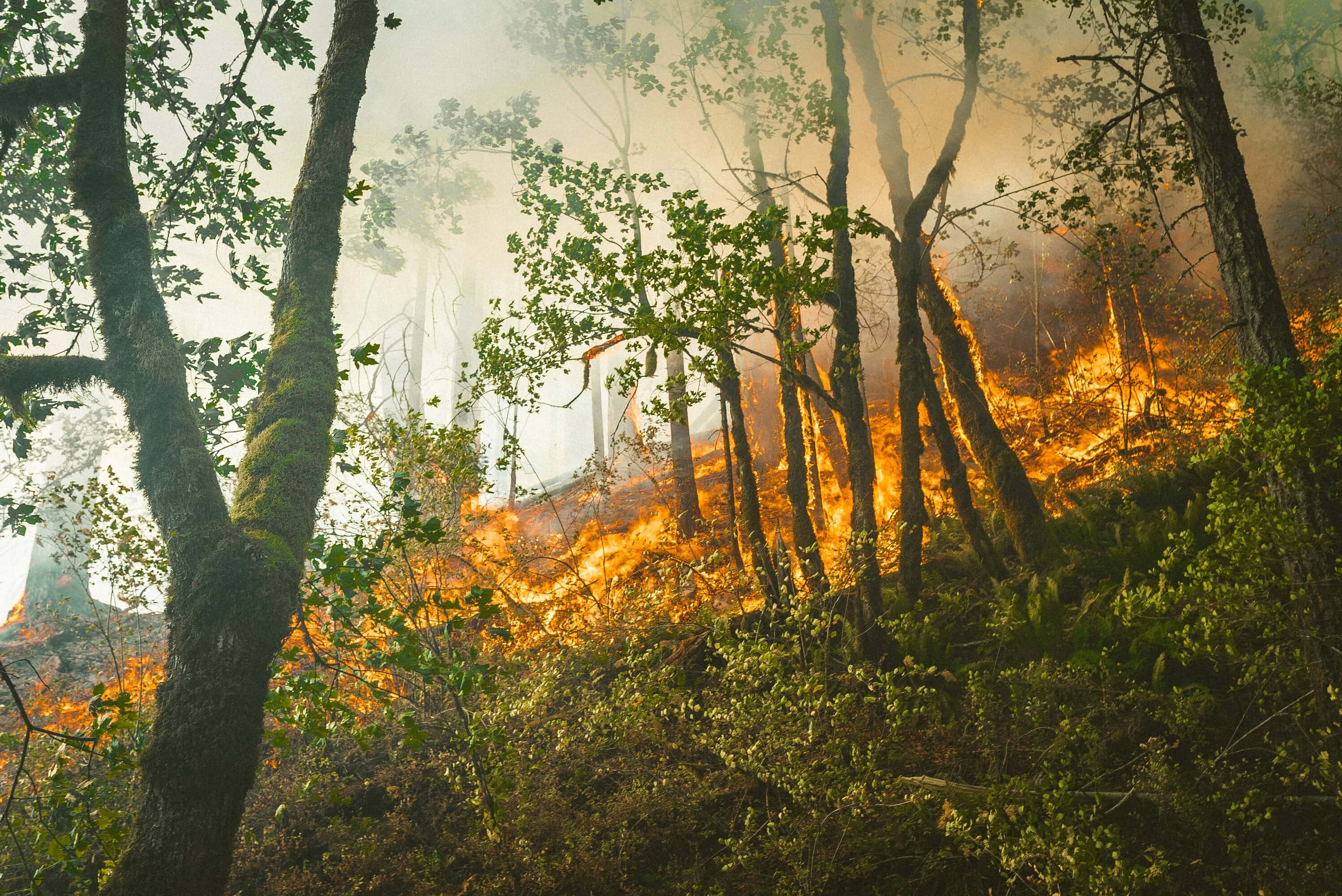 wildfire-forest