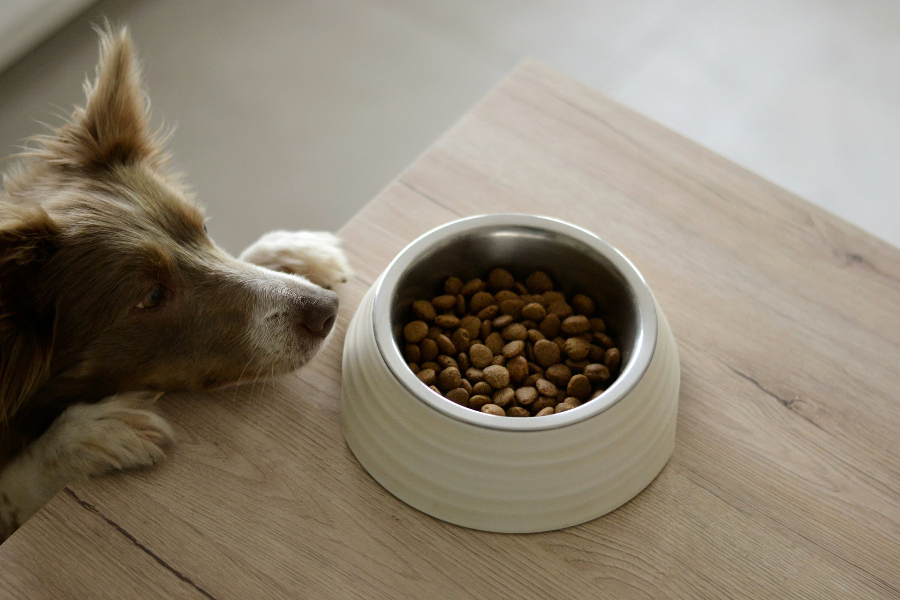 dog-food