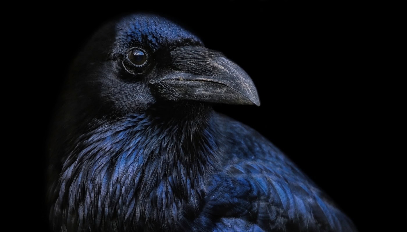 Experts Are Sounding The Alarm On AI Animal Translation ??? Breakthrough Tool Or New Form Of Exploitation?